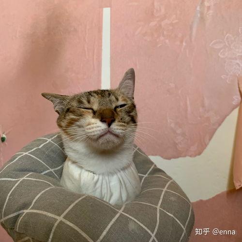 娱乐吃瓜酱三花猫