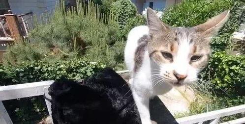 娱乐吃瓜酱流浪猫,吃瓜酱的趣味生活记