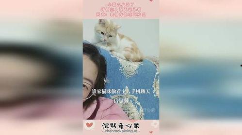 娱乐猫吃瓜记