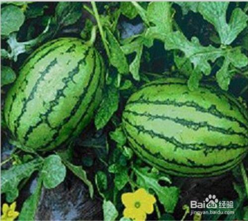 娱乐吃瓜养生,吃瓜养生两不误